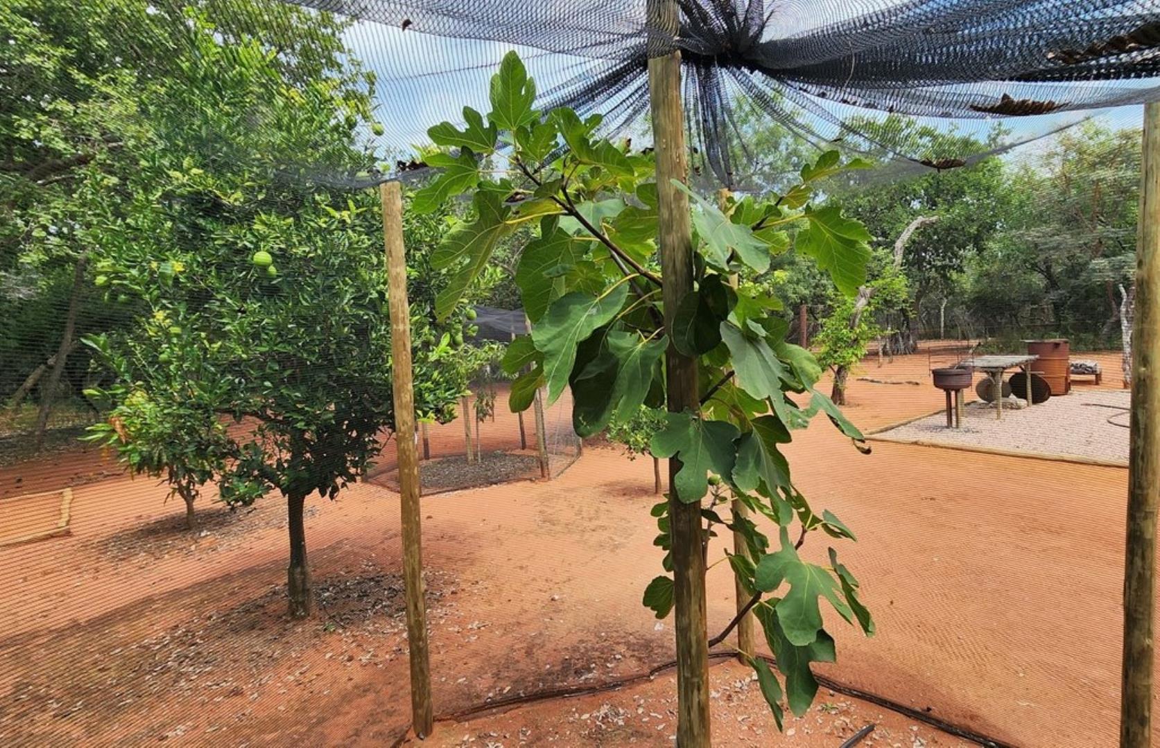 739752_Fig_Tree.jpg