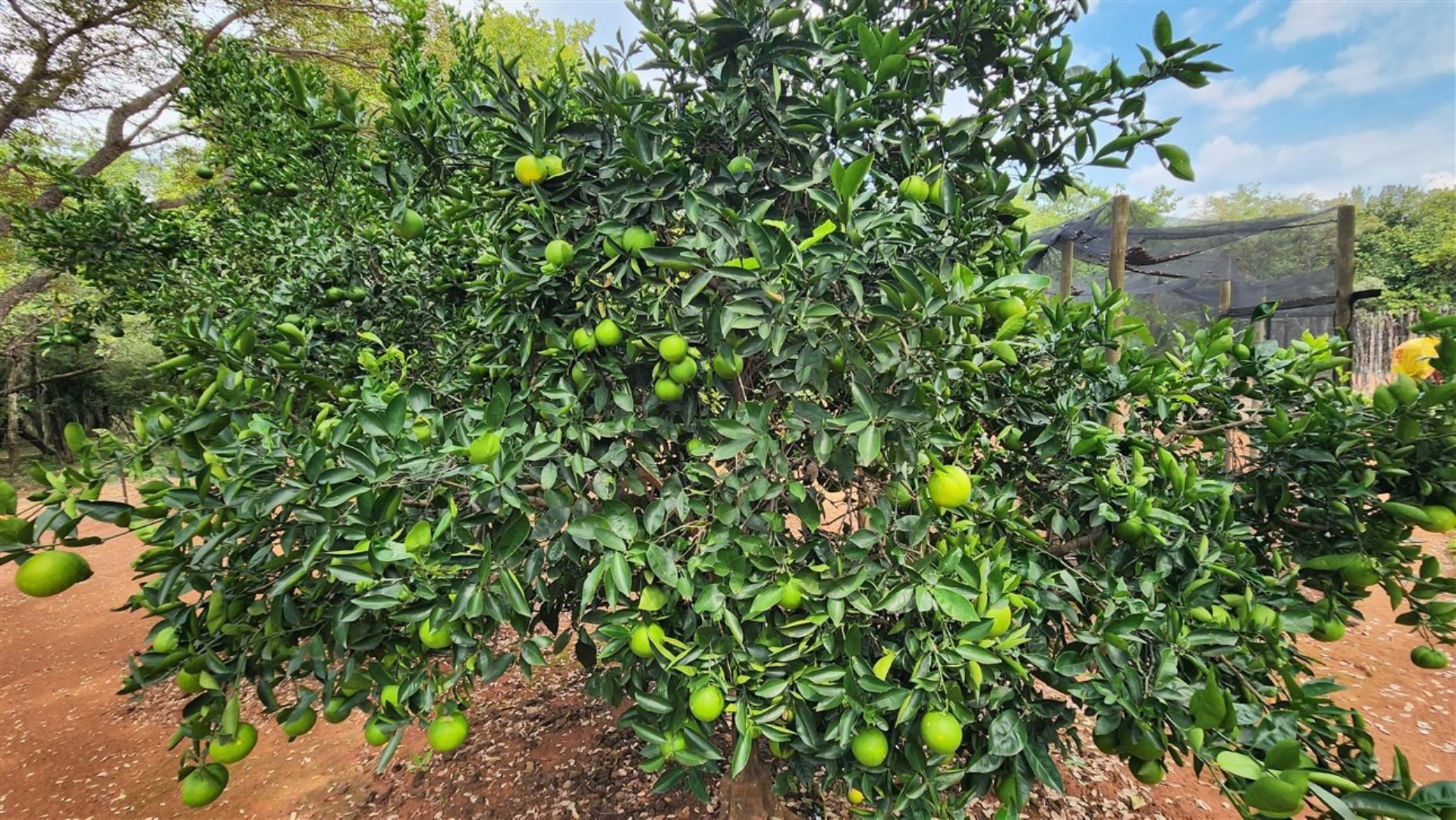 739752_Orange_Tree.jpg