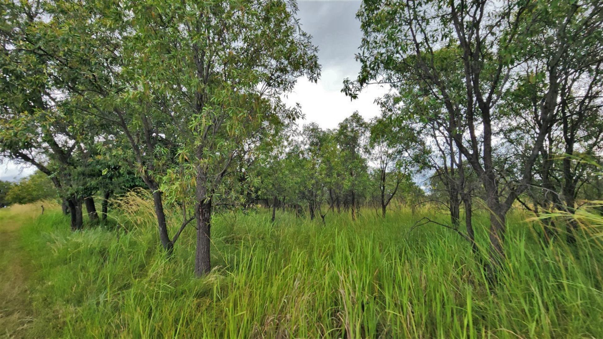 739790_Bushveld_4.jpg