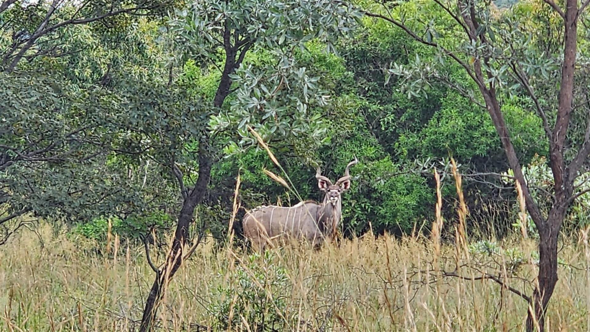 739790_Kudu_1.jpg