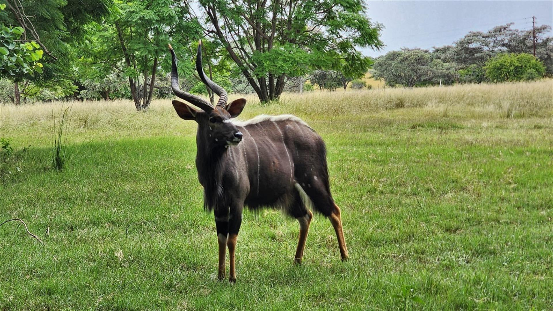 739790_Nyala_Bull_2.jpg