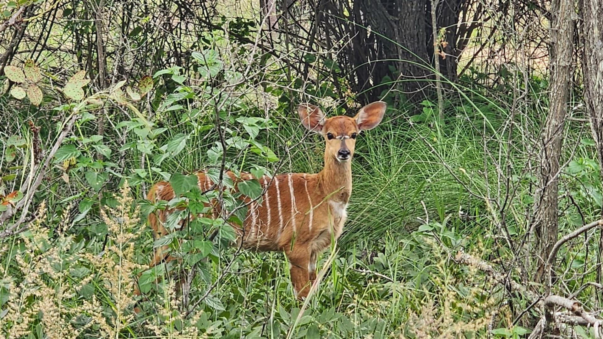 739790_Nyala_young.jpg