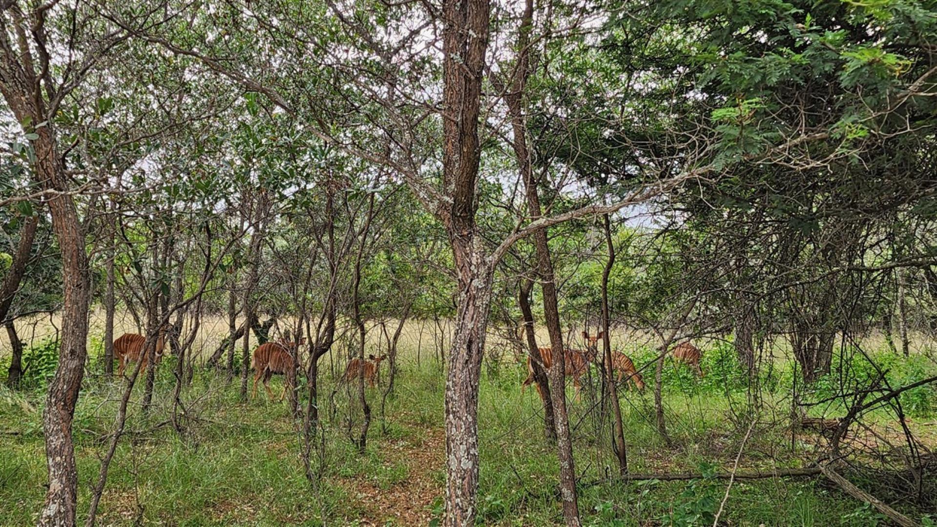 739790_Nyalas.jpg