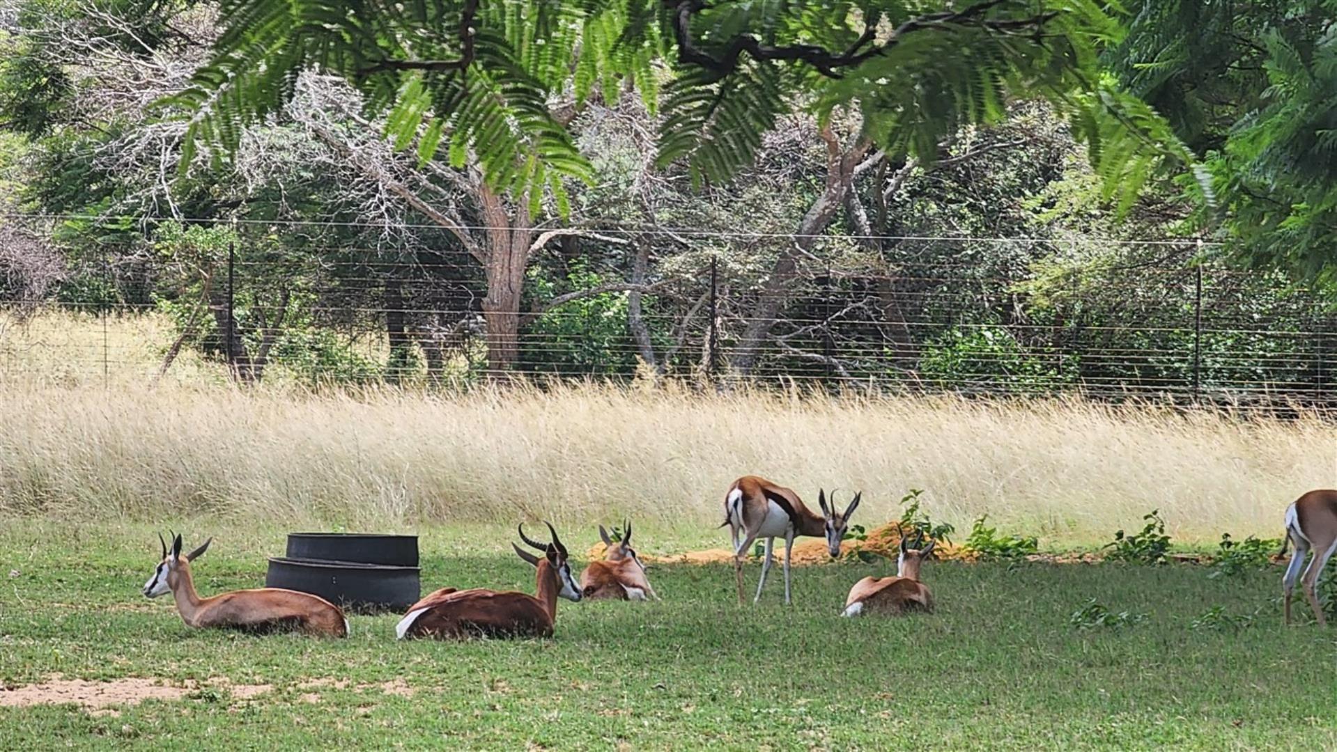 739790_Springbuck_1.jpg