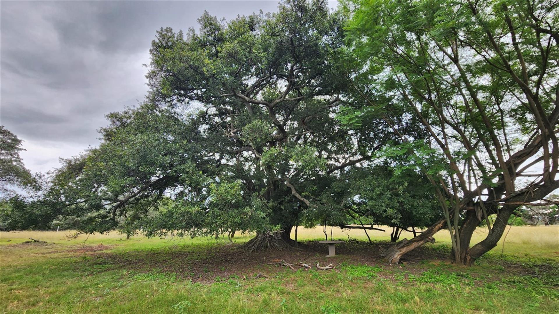 739790_Wild_Fige_Tree.jpg