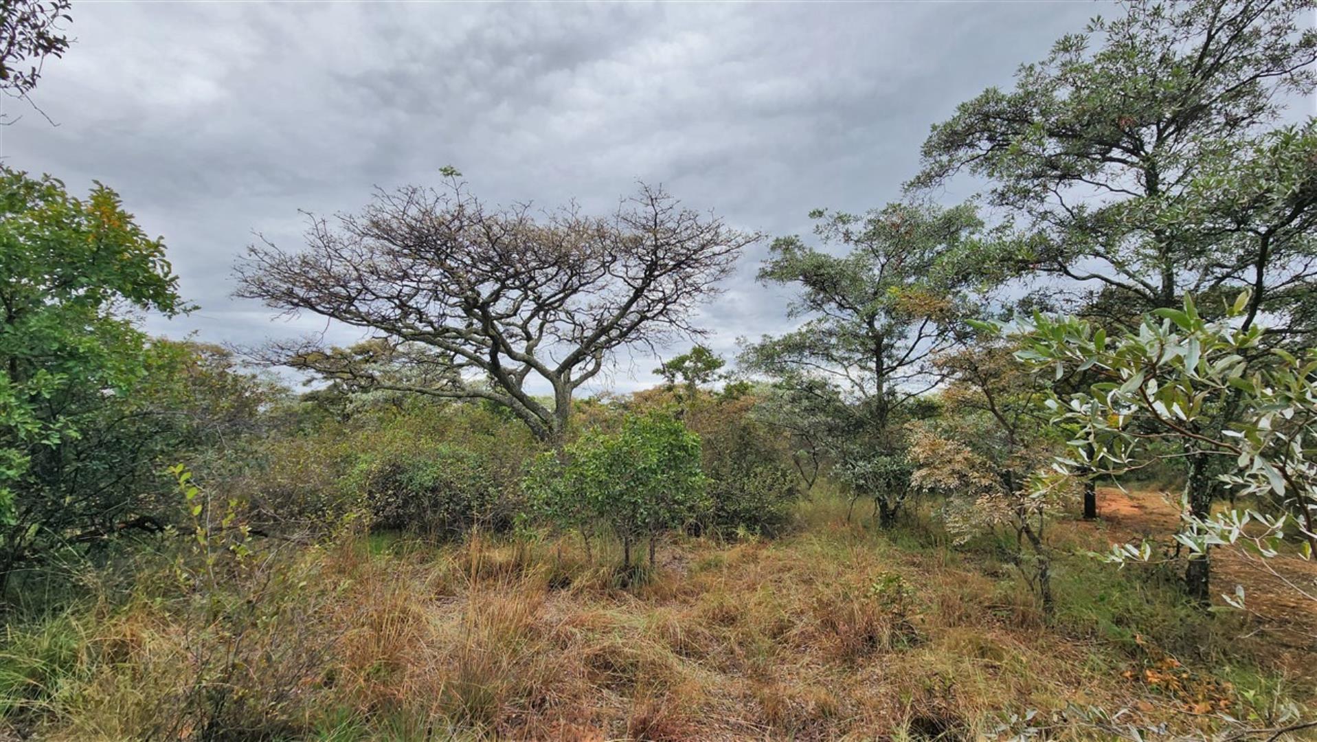 740420_Bushveld_!.jpg