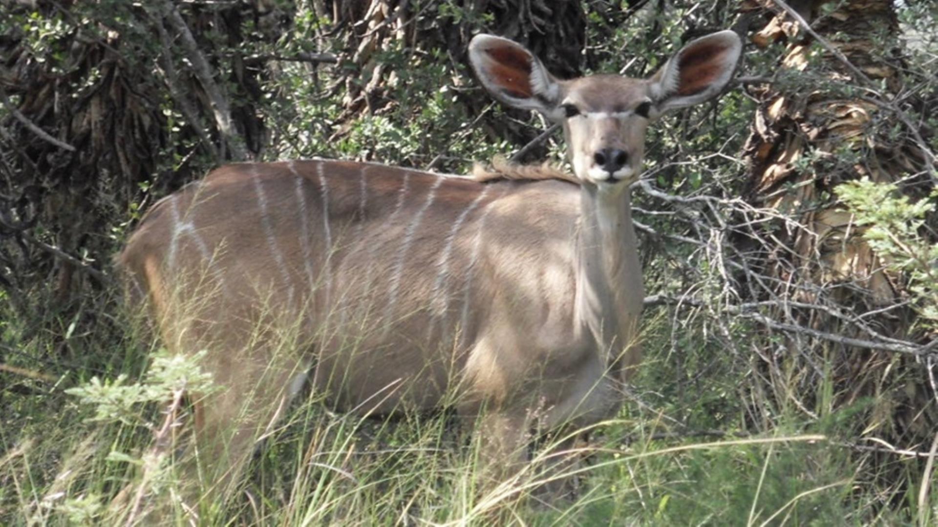 751282_1161ha_Game_and_Hunting_Farm_Bulgerivier_photos__(1).jpeg
