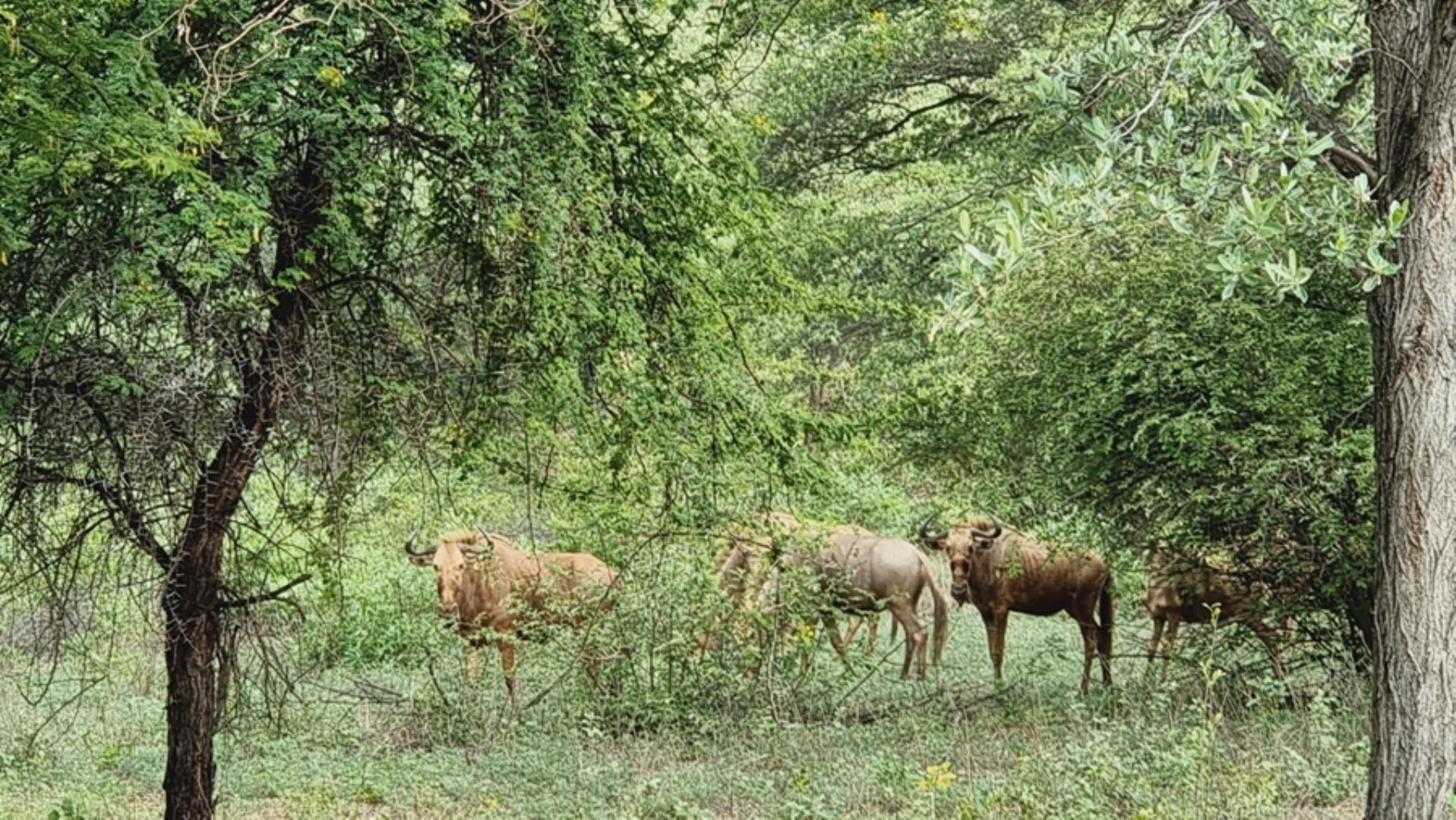 751282_1161ha_Game_and_Hunting_Farm_Bulgerivier_photos__(2).jpg