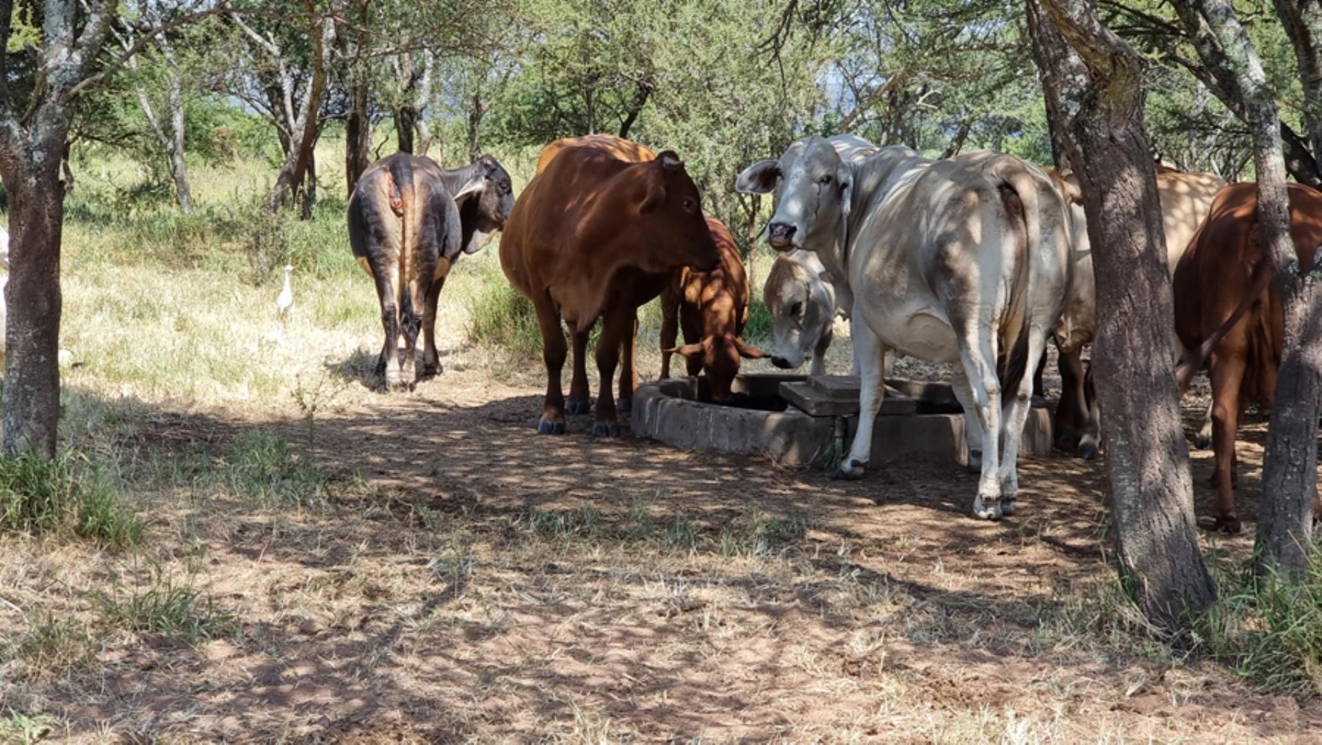 753295_772ha_Cattle_and_Game_Farm_Combination_Farm_for_Sale_Springbokflats_(25).jpg