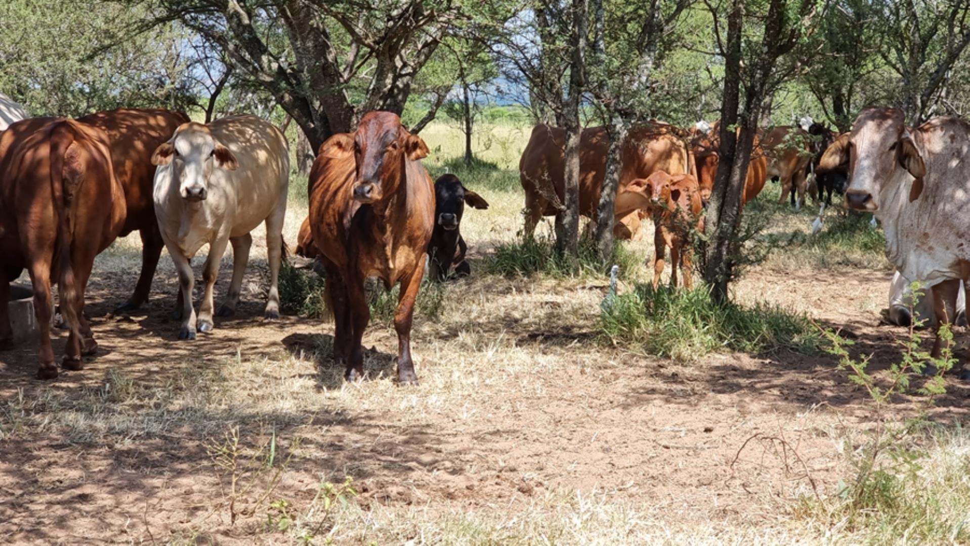 753295_772ha_Cattle_and_Game_Farm_Combination_Farm_for_Sale_Springbokflats_(26).jpg