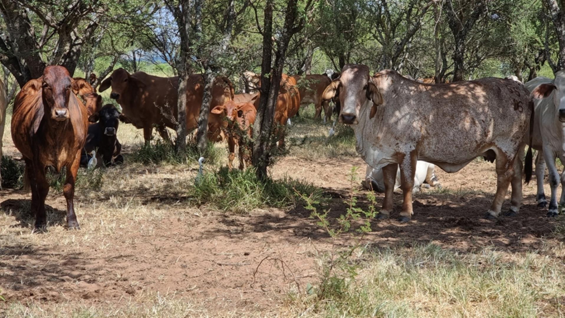 753295_772ha_Cattle_and_Game_Farm_Combination_Farm_for_Sale_Springbokflats_(27).jpg