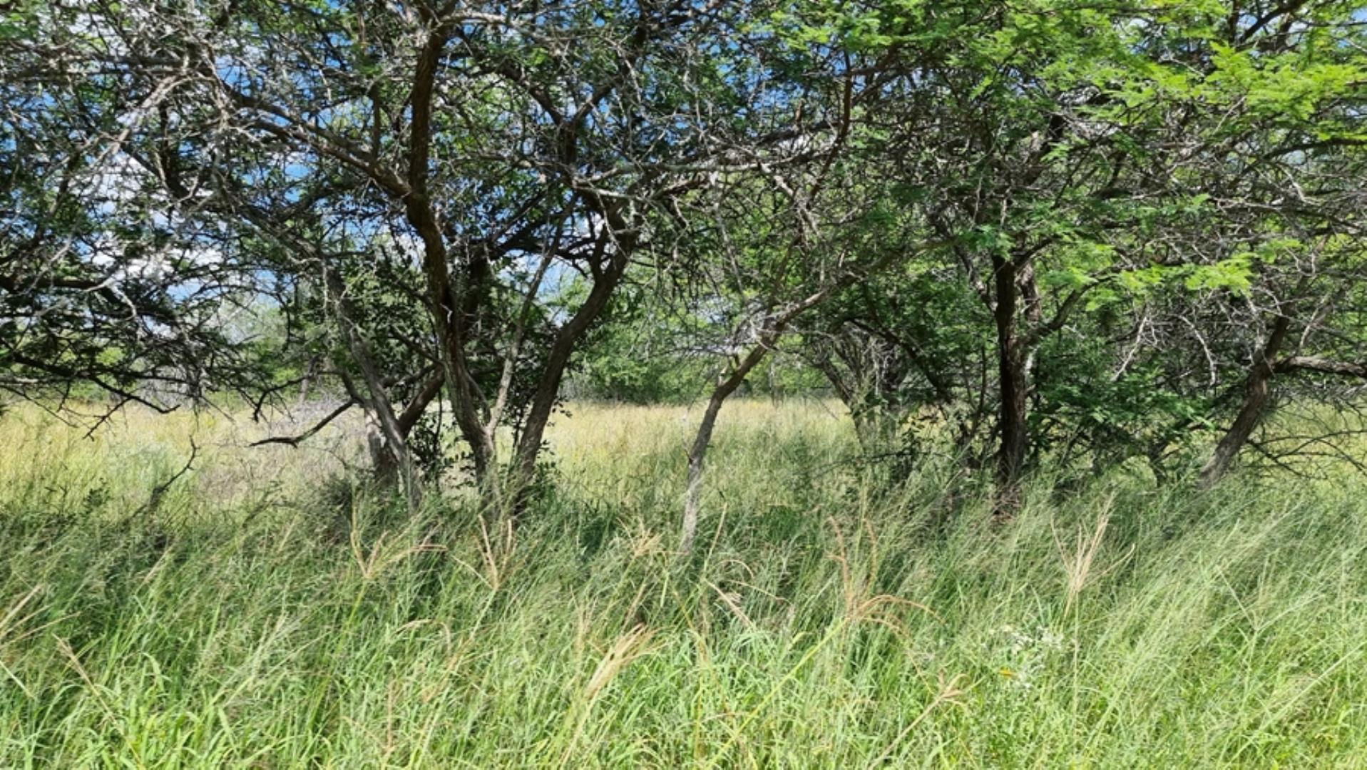 753295_772ha_Cattle_and_Game_Farm_Combination_Farm_for_Sale_Springbokflats_(50).jpg