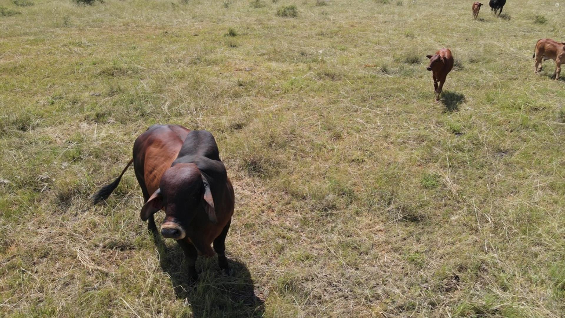753295_772ha_Cattle_and_Game_Farm_Combination_Farm_for_Sale_Springbokflats_(53).jpg