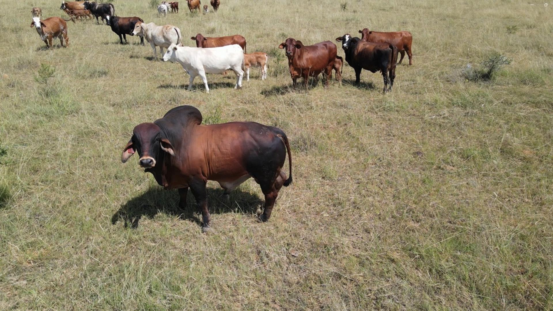 Farm for Sale - Limpopo