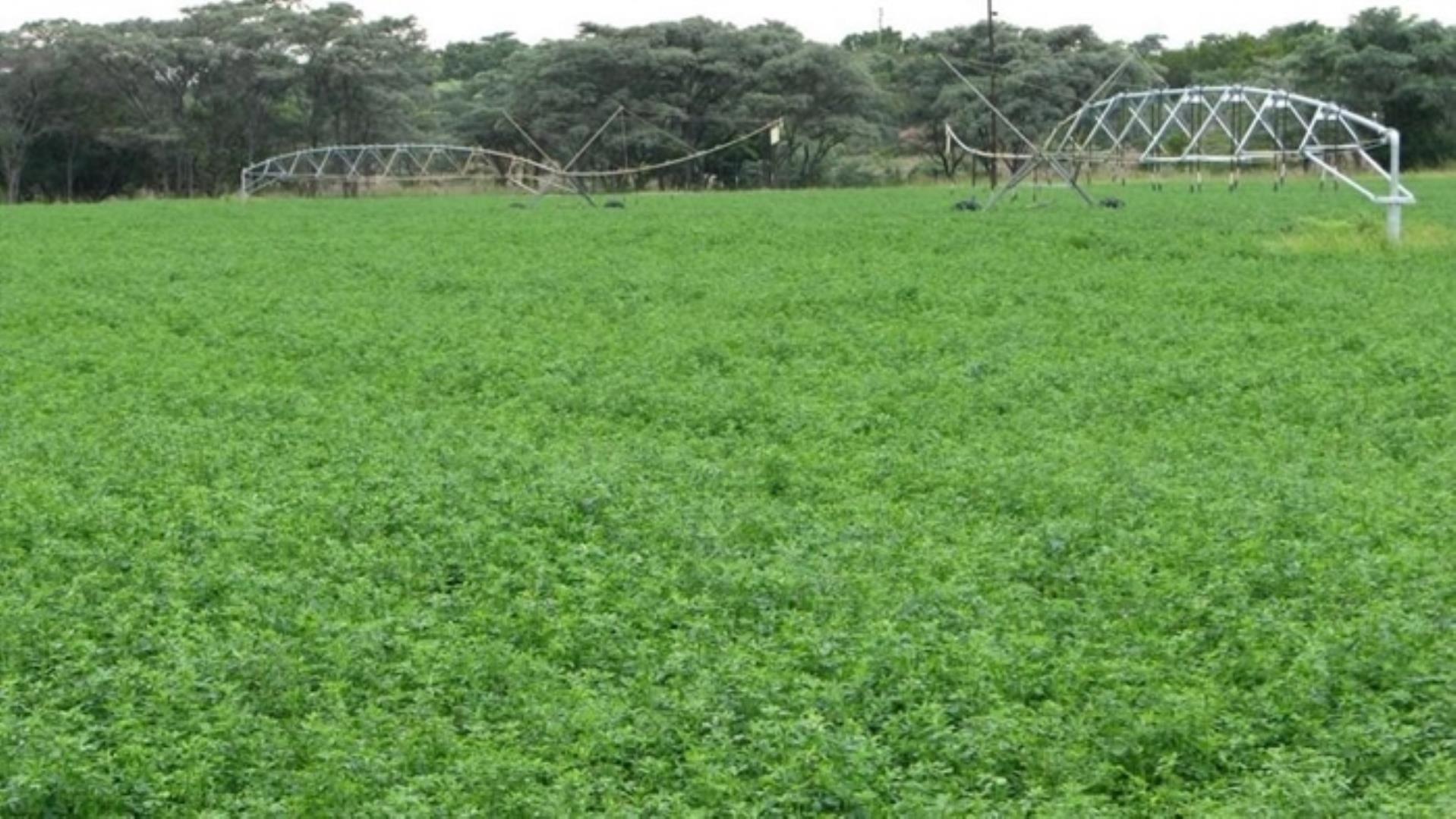 4 Bedroom Farm for Sale - Limpopo