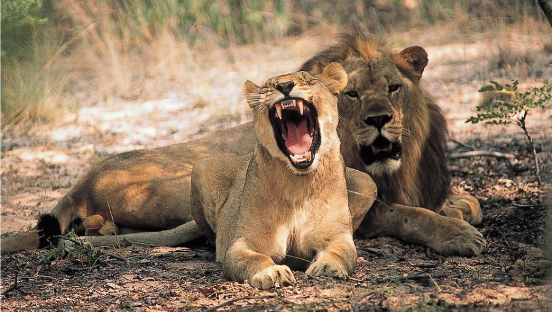 10 Bedroom Game Farm or Lodge for Sale - Limpopo