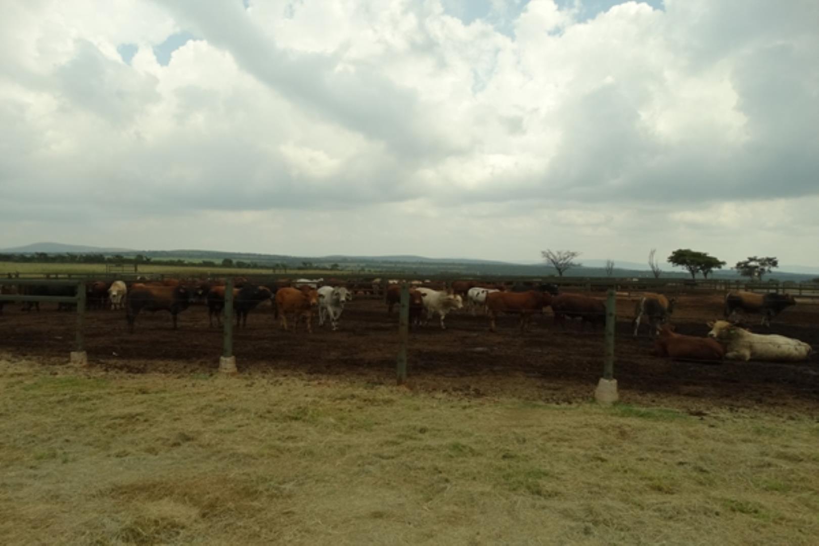 761335_1419ha_Feedlot___Irrigation_and_Game_Combination_Farm_for_Sale_Naboomspruit_(105).jpg