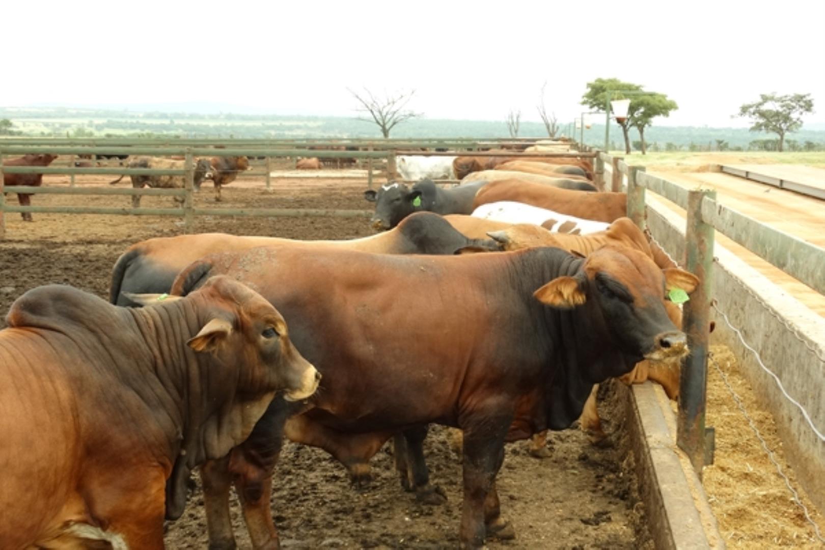 761335_1419ha_Feedlot___Irrigation_and_Game_Combination_Farm_for_Sale_Naboomspruit_(118).jpg