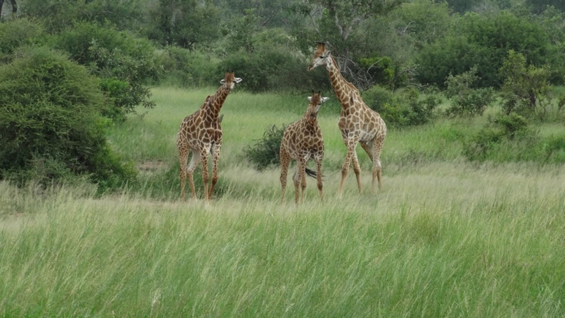 1 Bedroom Farm for Sale - Limpopo