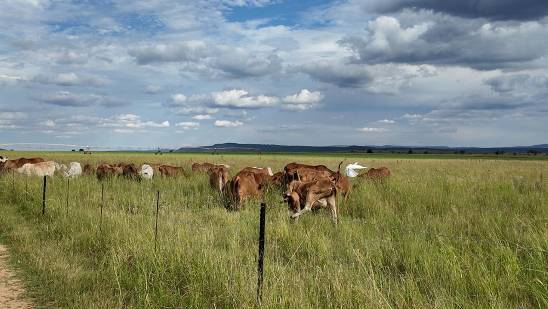 763067_408ha_Irrigation_and_Cattle_Farm_Alma_Area_(87).jpeg