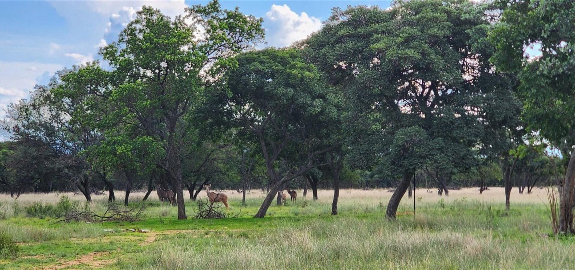 763086_Kudu_Open_Savannah_1.jpg
