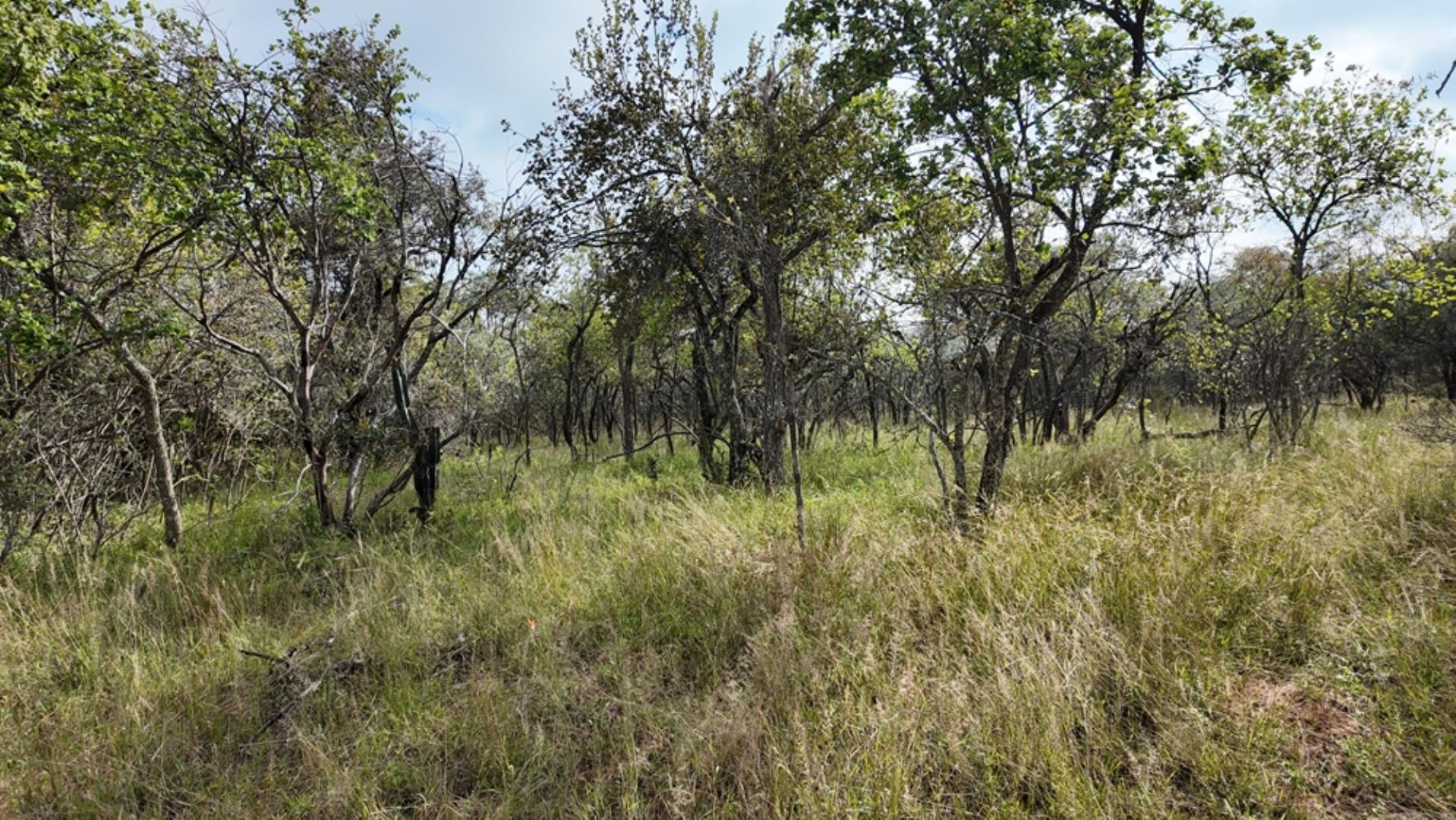 764009_143ha_Farm_for_Sale_Naboomspruit_(4).jpeg
