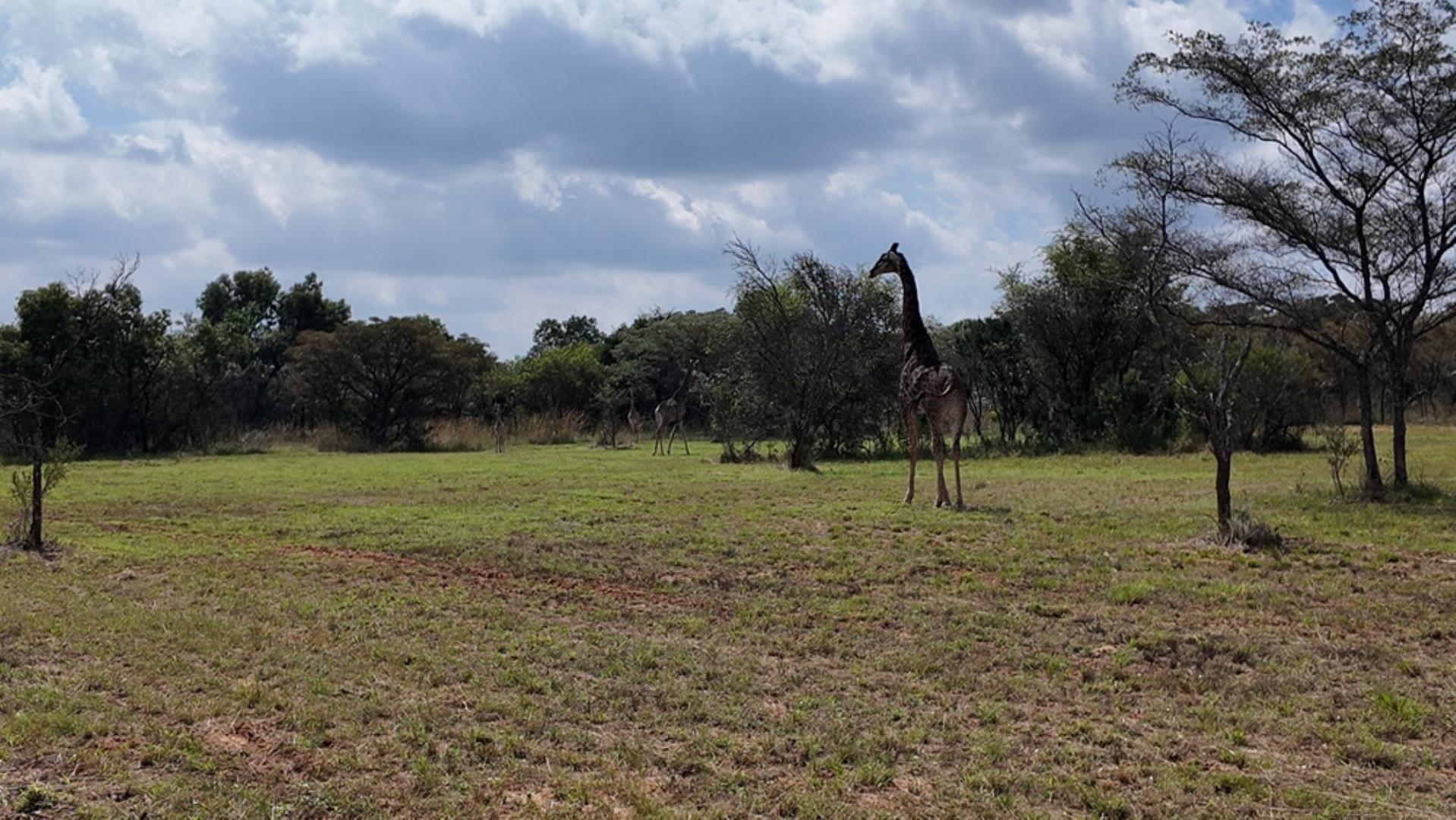 764009_143ha_Farm_for_Sale_Naboomspruit_(68).jpeg