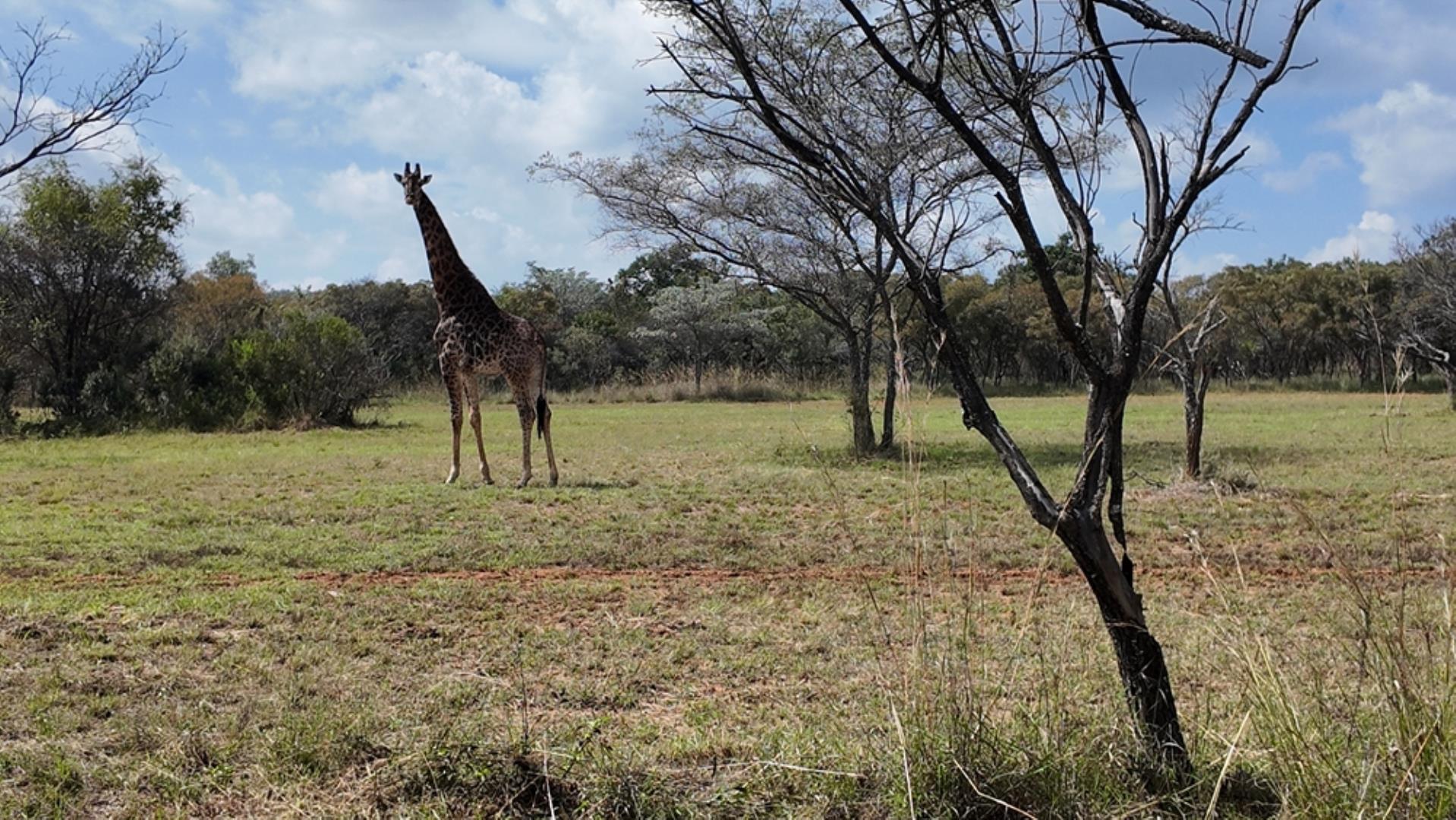 764009_143ha_Farm_for_Sale_Naboomspruit_(69).jpeg