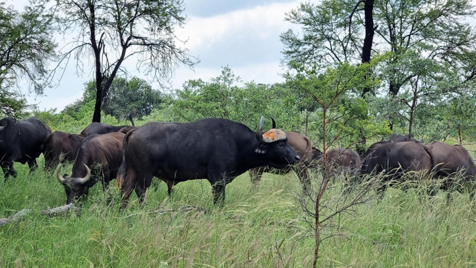 765285_566ha_Farm_for_Sale_Vaalwater_(182).jpg