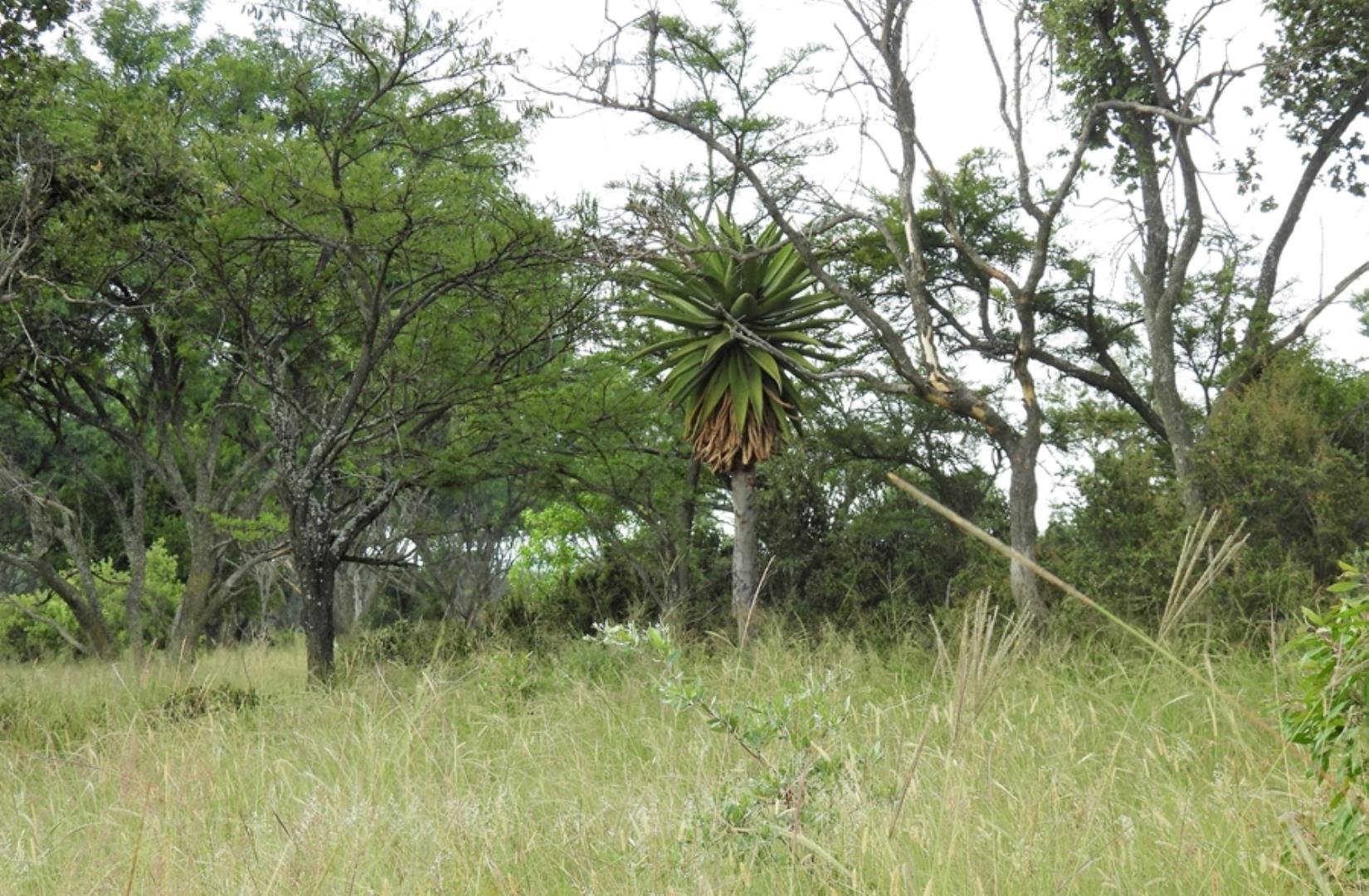 765285_566ha_Farm_for_Sale_Vaalwater_(214).jpg