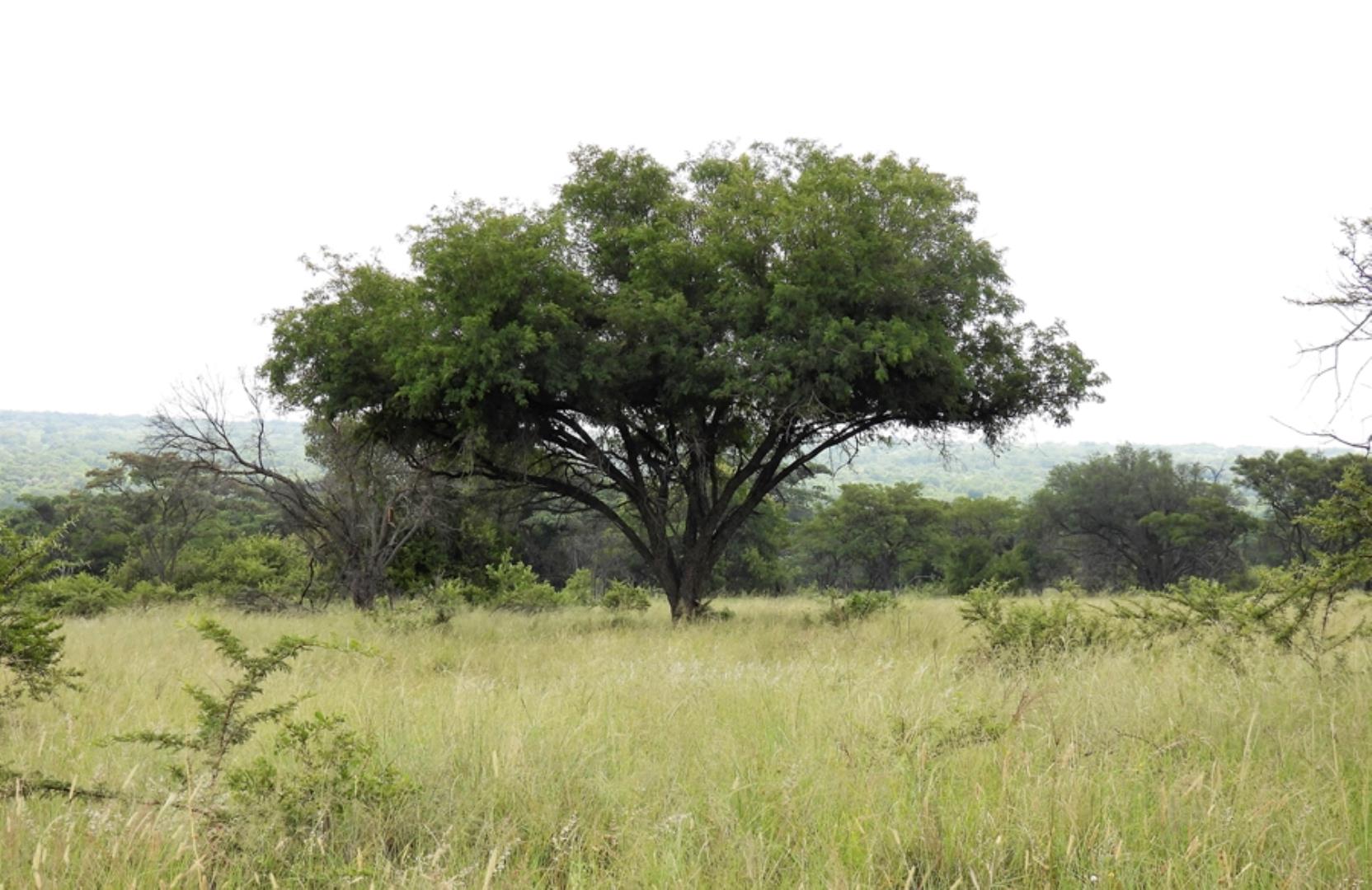 765285_566ha_Farm_for_Sale_Vaalwater_(217).jpg