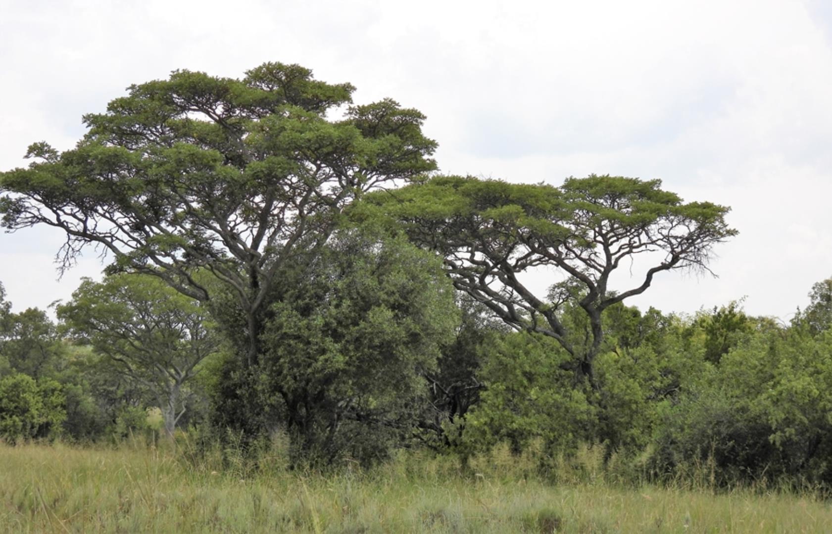 765285_566ha_Farm_for_Sale_Vaalwater_(218).jpg