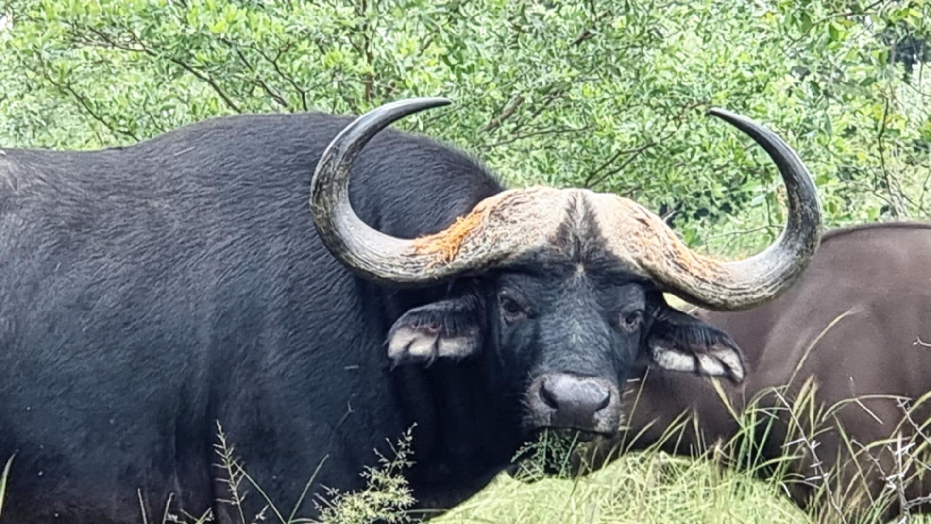 16 Bedroom Game Farm or Lodge for Sale - Limpopo