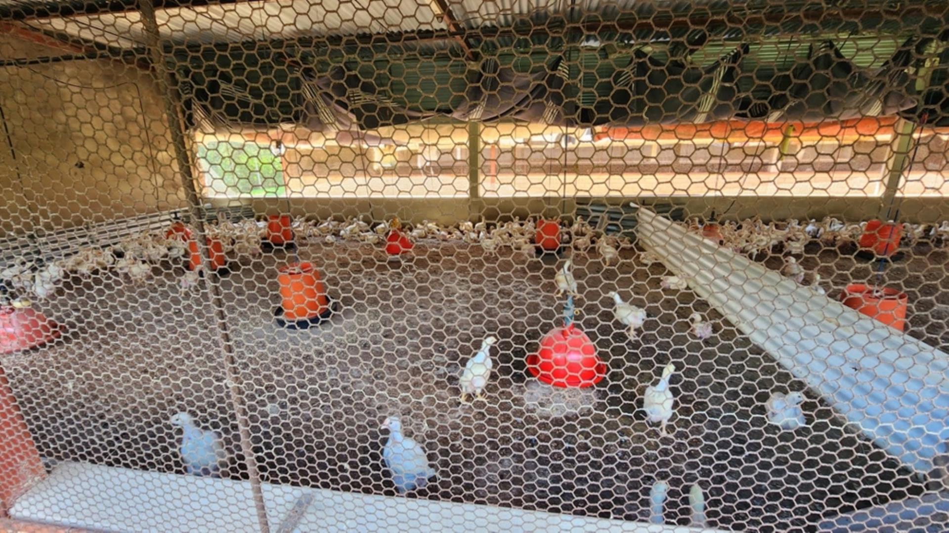 765405_24ha_Chicken_Abbatoir_Farm_For_Sale_Modimolle_(131).jpeg