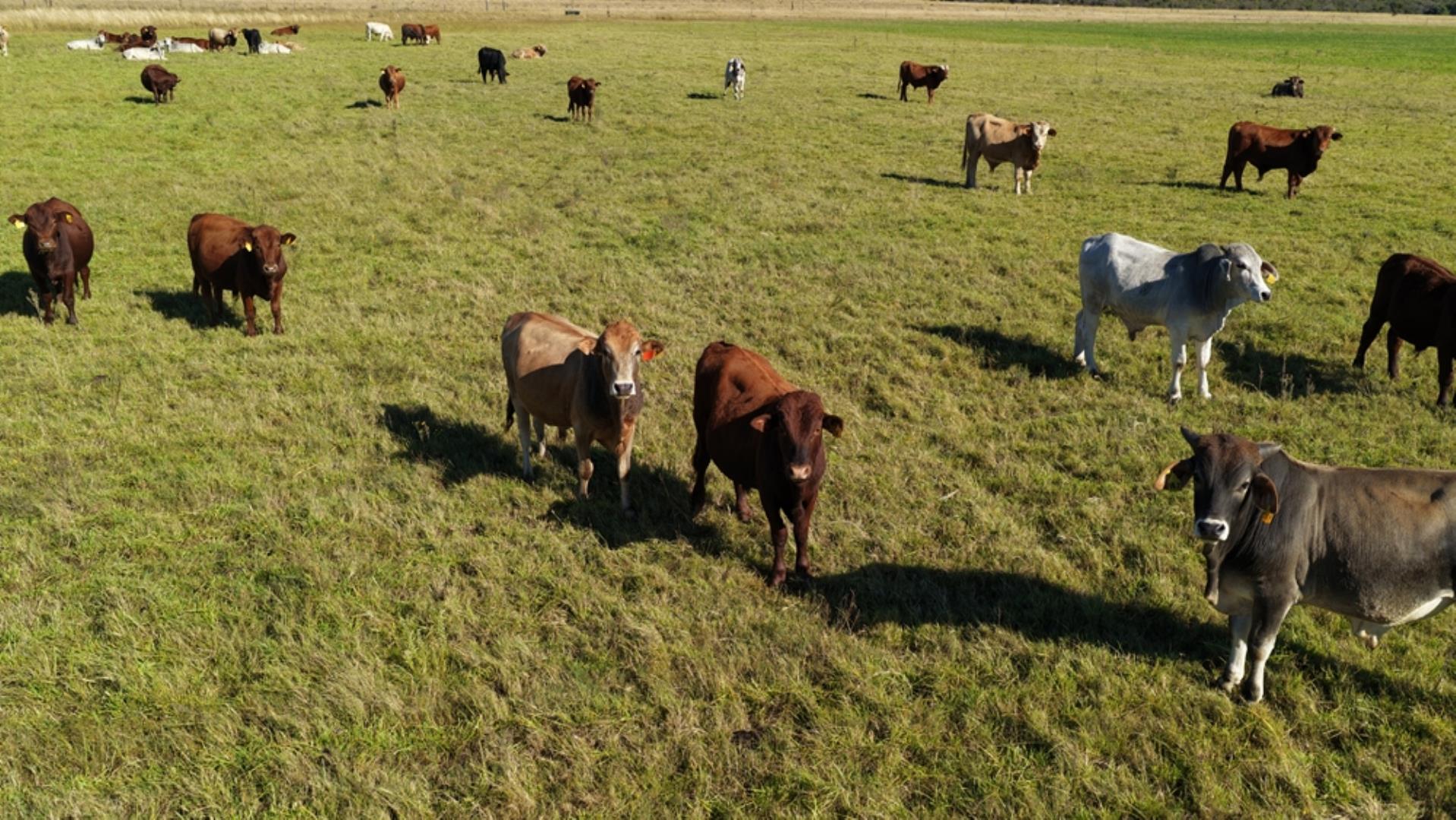 765519_442ha_Cattle_and_Irrigation_Farm_FOR_SALE_Modimolle_(6).jpeg