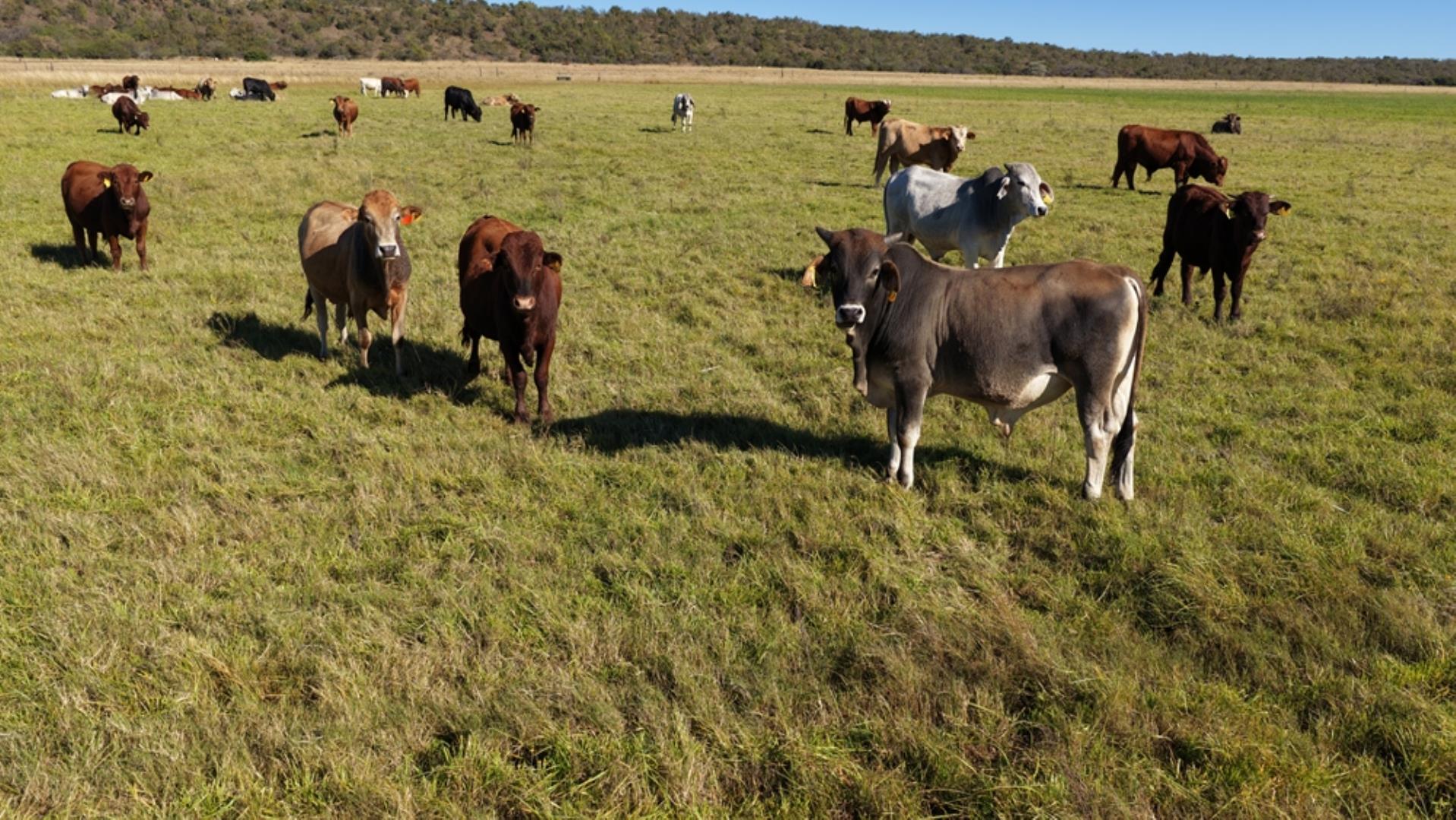 765519_442ha_Cattle_and_Irrigation_Farm_FOR_SALE_Modimolle_(7).jpeg