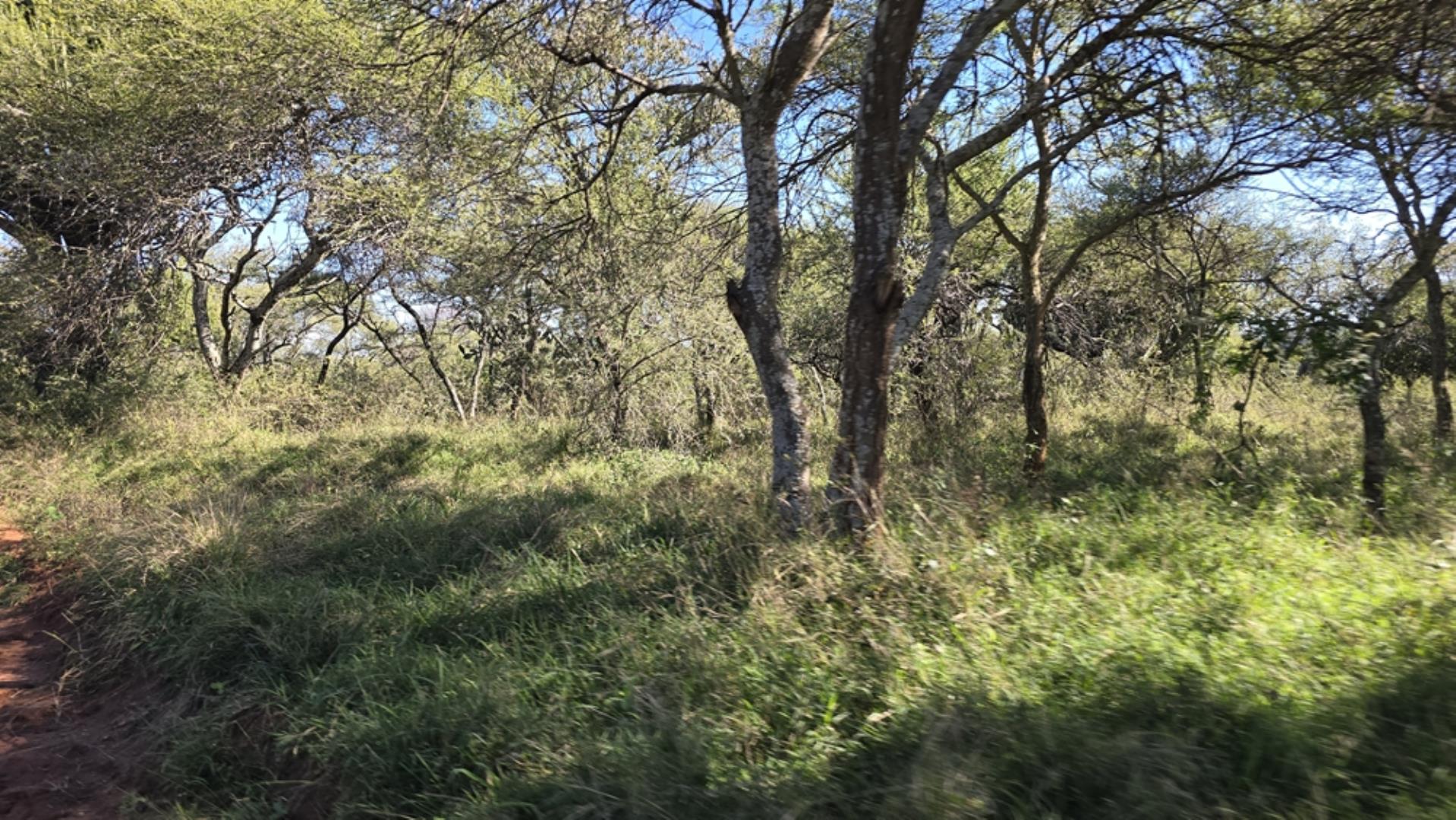 765544_1196ha_Game_and_Hunting_Farm_For_Sale_Groblersdal_(34).jpeg