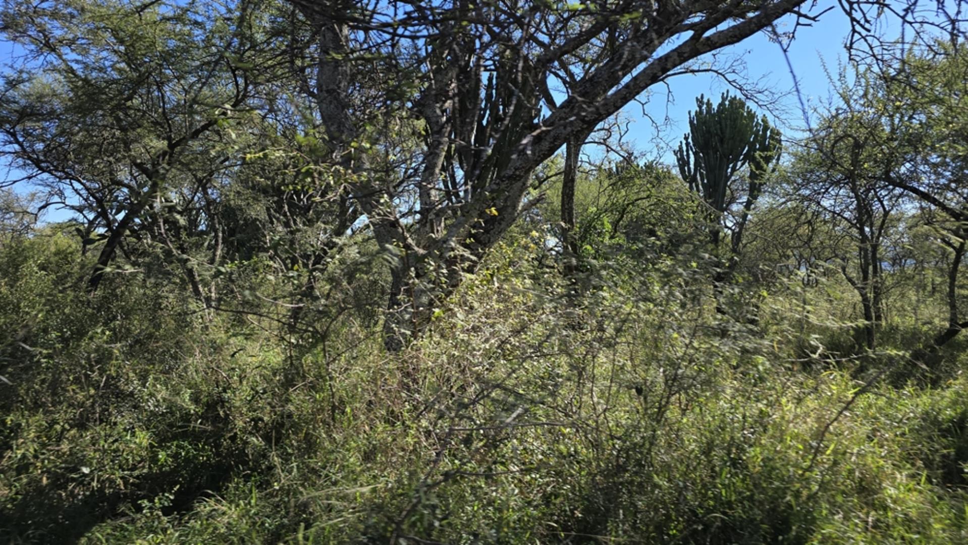 765544_1196ha_Game_and_Hunting_Farm_For_Sale_Groblersdal_(36).jpeg