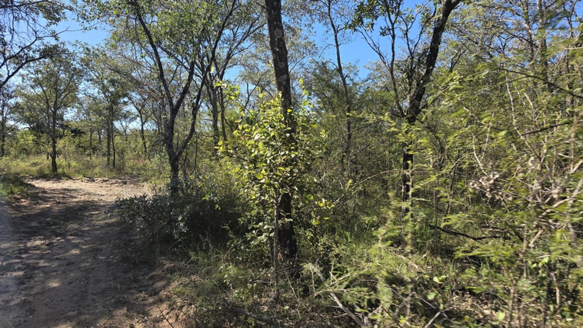 765544_1196ha_Game_and_Hunting_Farm_For_Sale_Groblersdal_(45).jpeg