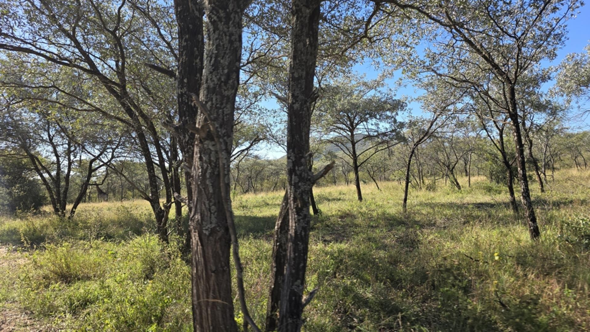 765544_1196ha_Game_and_Hunting_Farm_For_Sale_Groblersdal_(47).jpeg