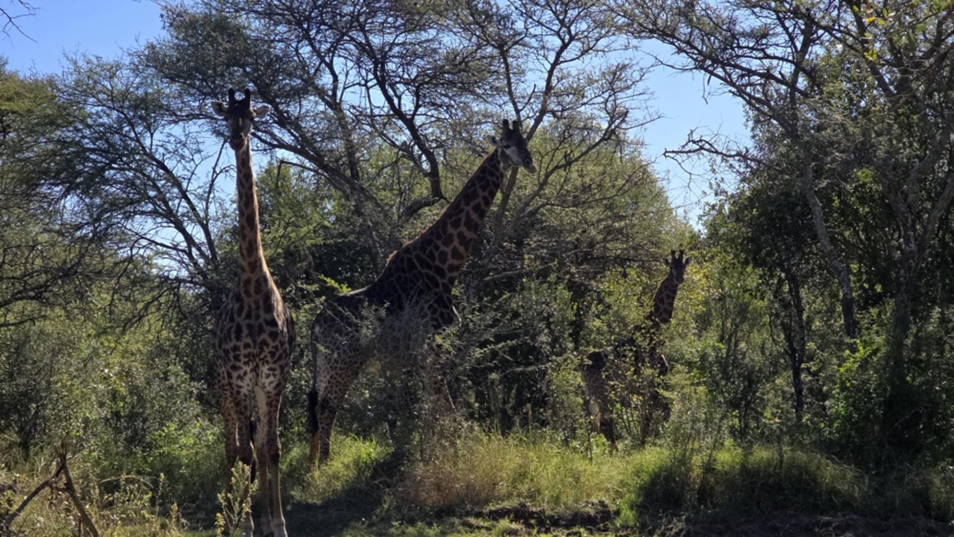 765544_1196ha_Game_and_Hunting_Farm_For_Sale_Groblersdal_(51).jpeg