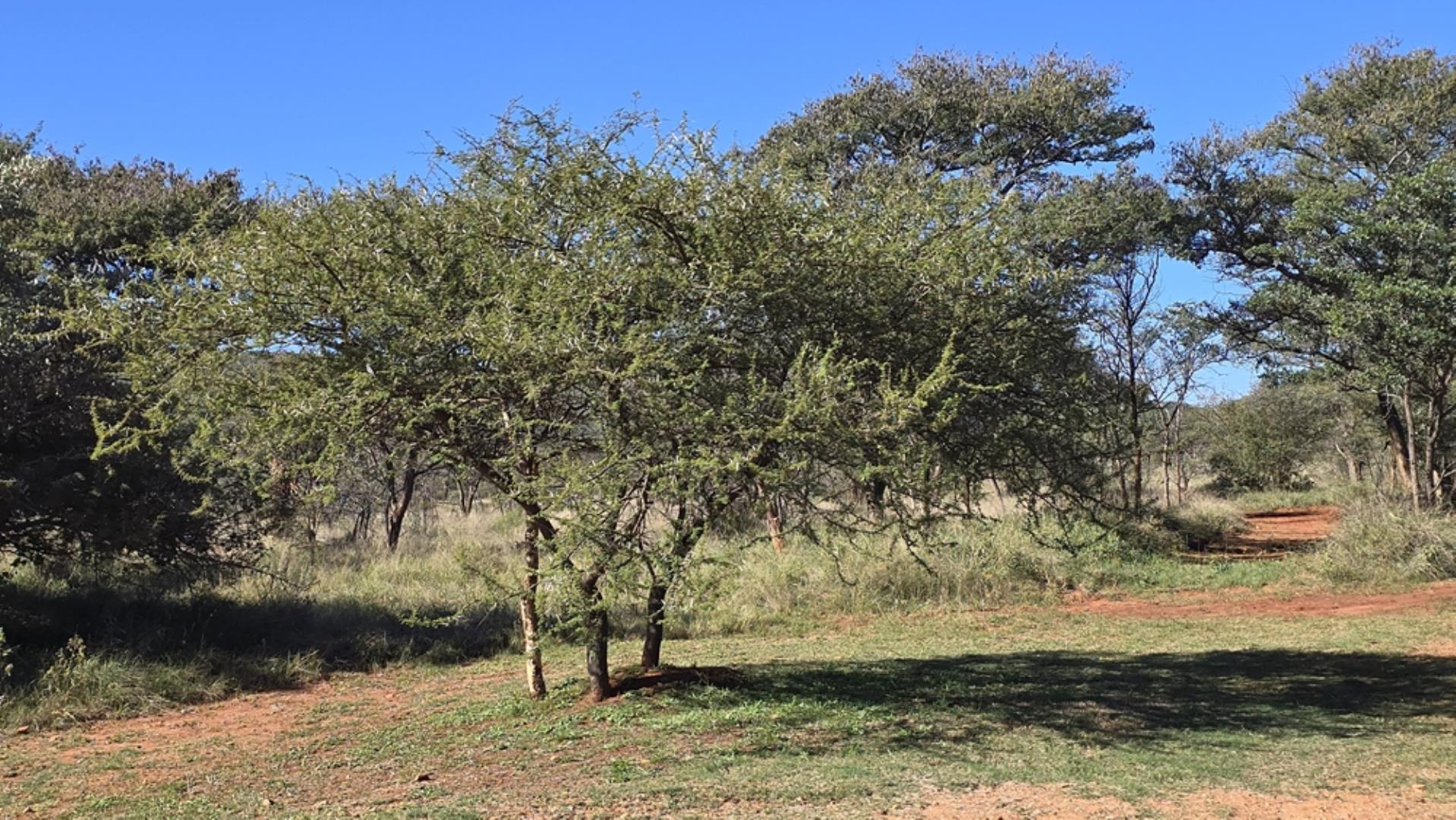 765544_1196ha_Game_and_Hunting_Farm_For_Sale_Groblersdal_(59).jpeg