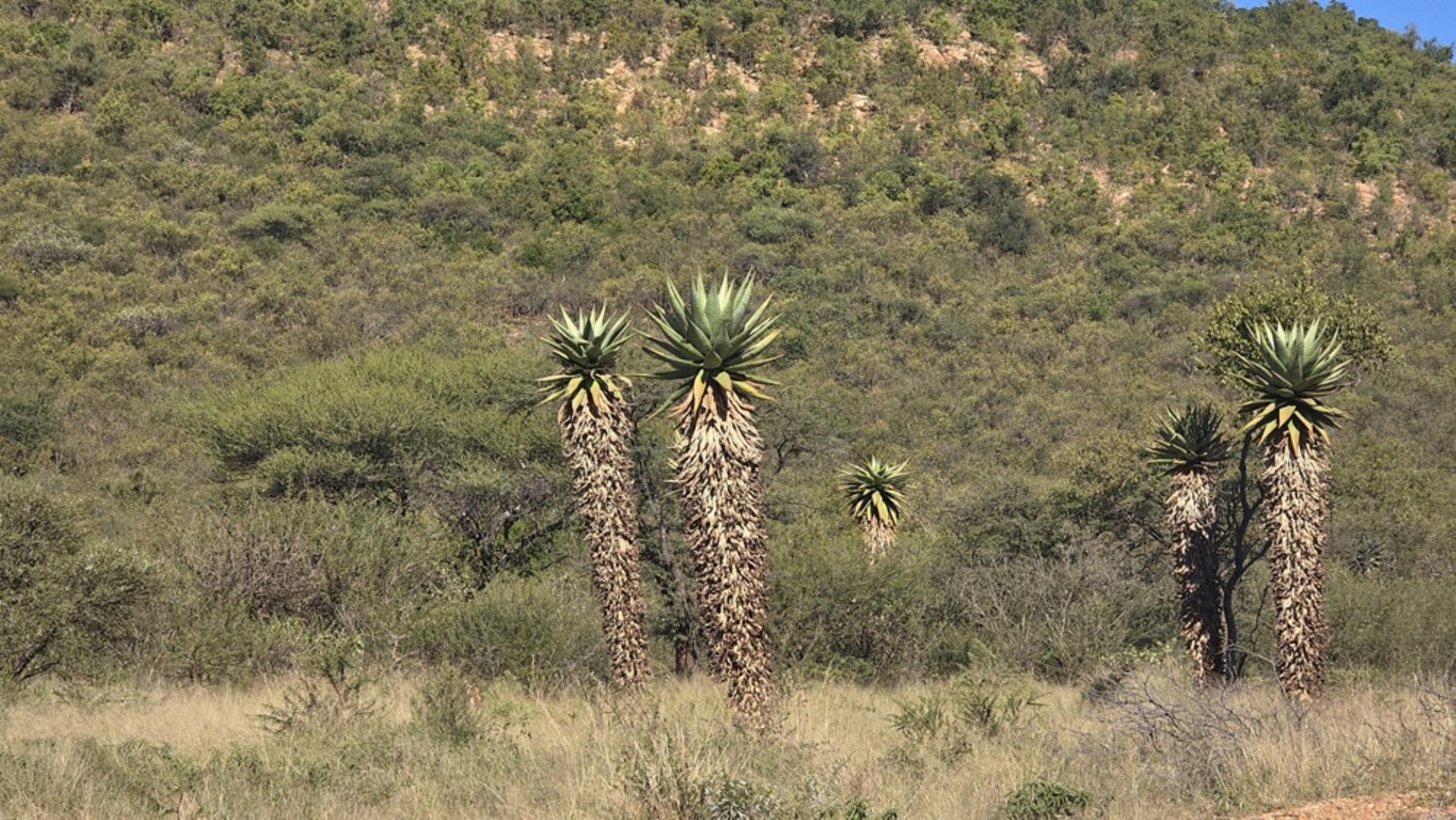 765544_1196ha_Game_and_Hunting_Farm_For_Sale_Groblersdal_(64).jpeg