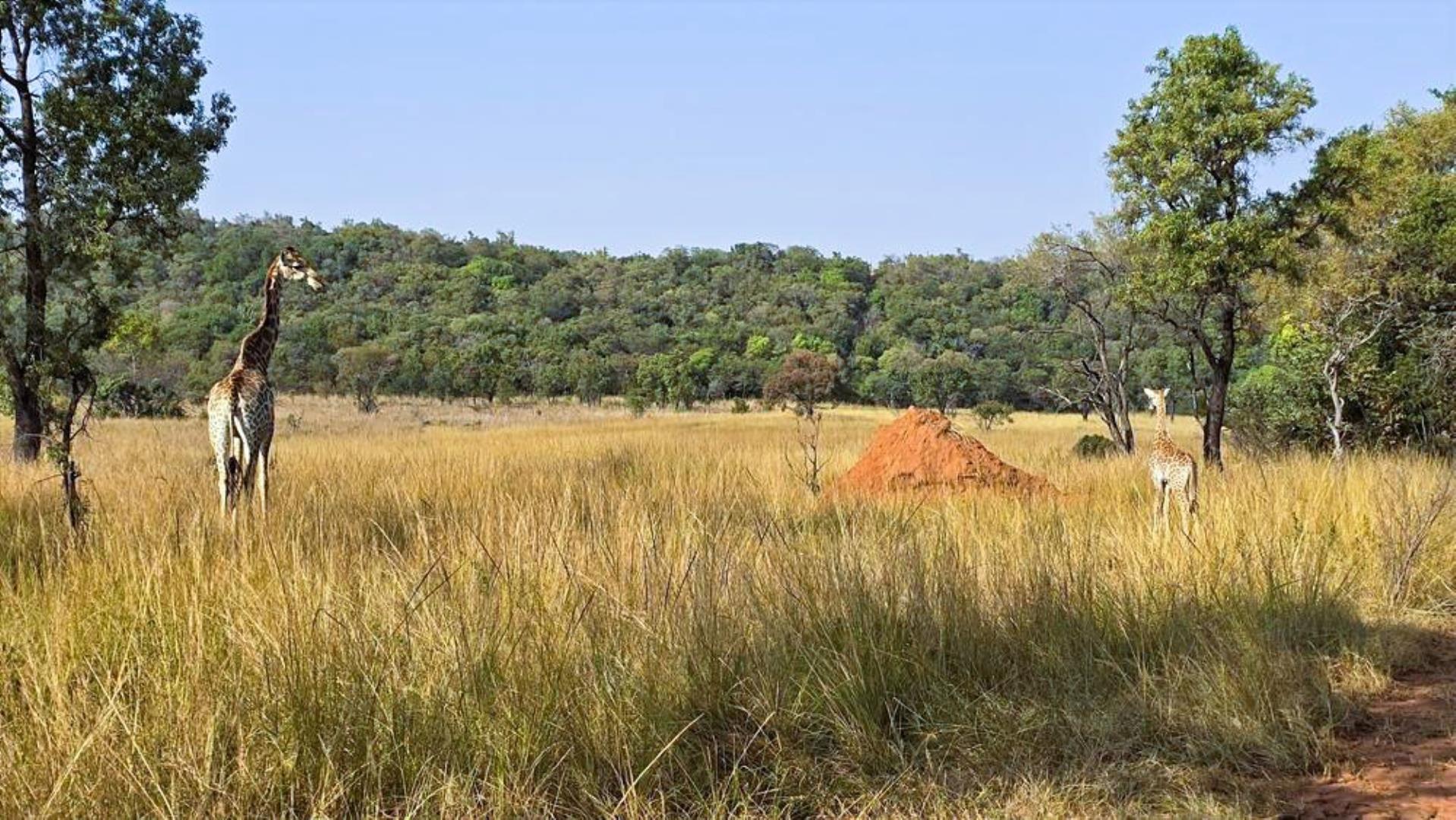 765715_354ha_Modimolle_Farm_FOR_SALE_(67).JPG