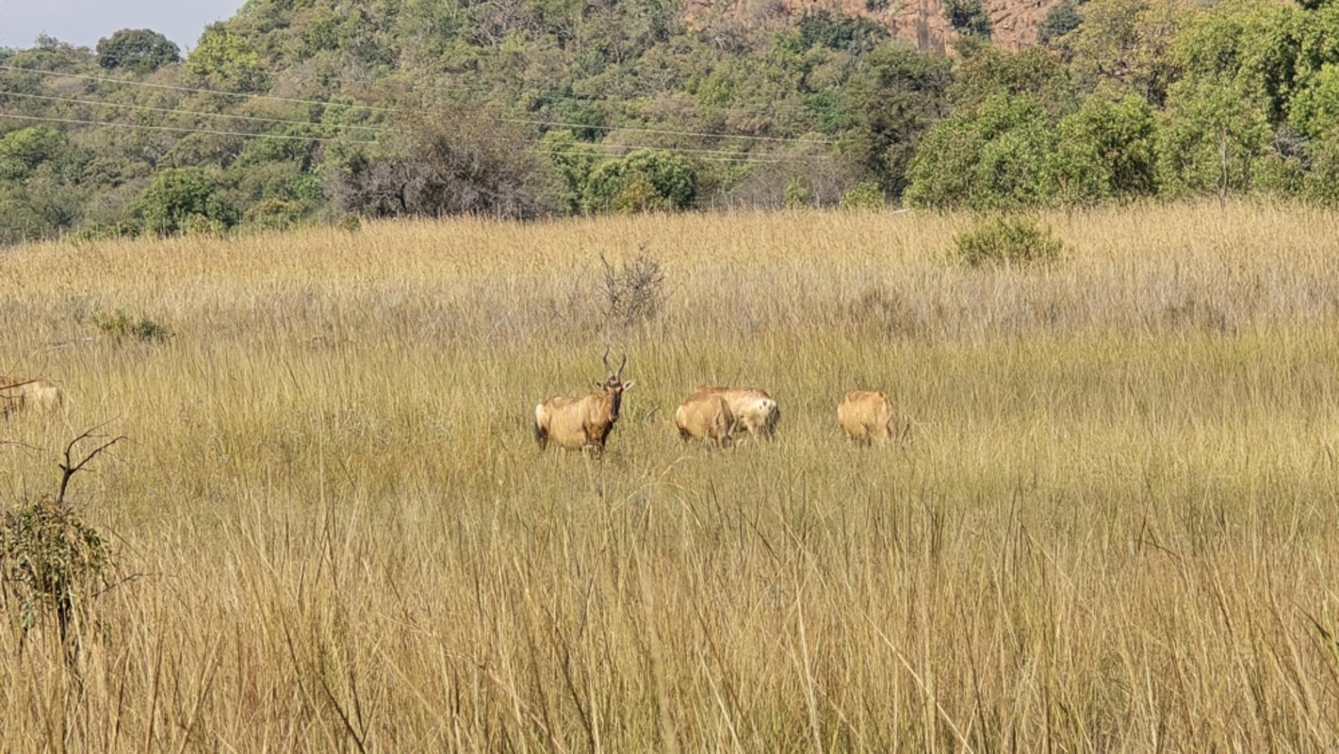 765715_354ha_Modimolle_Farm_FOR_SALE_(70).jpeg