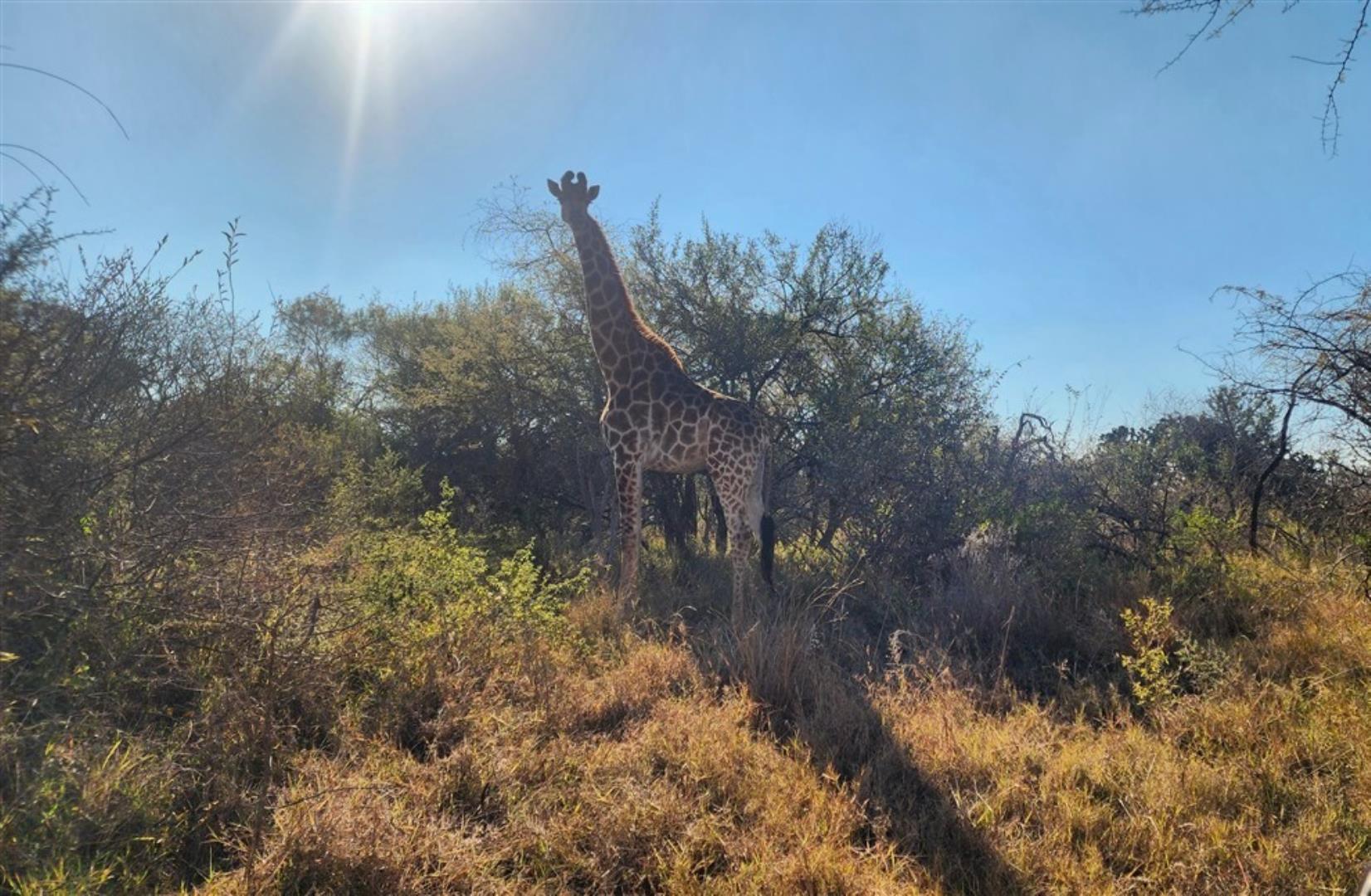 766253_Giraffe.jpg