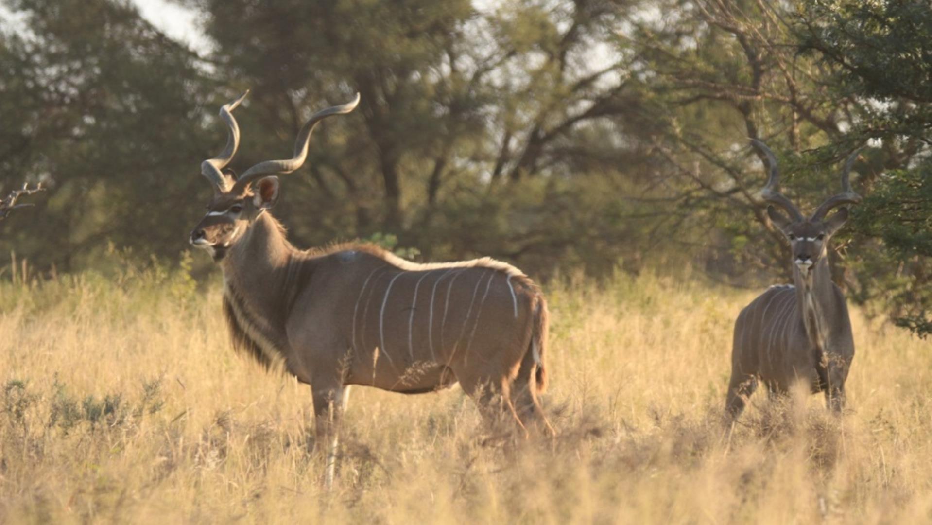 768829_509ha_Game_and_Lifestyle_Farm_FOR_SALE_Naboomspruit_(01).JPG
