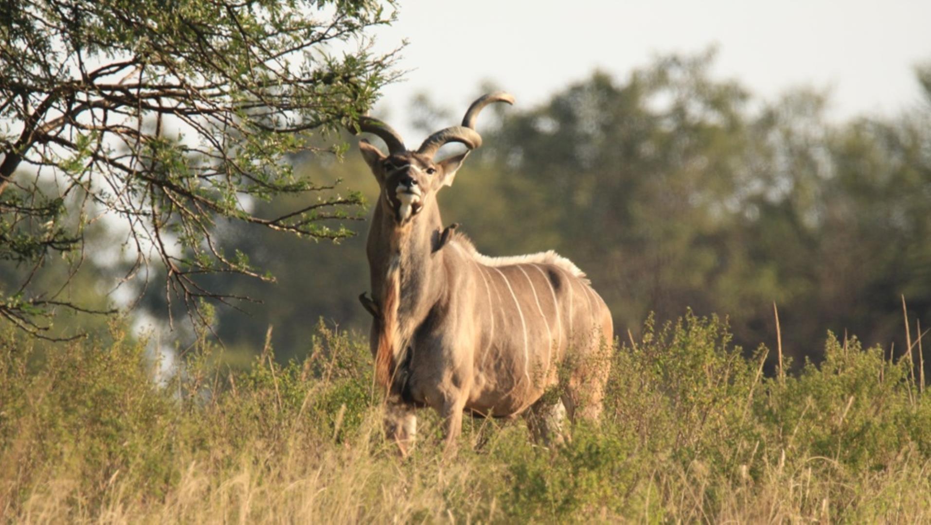 768829_509ha_Game_and_Lifestyle_Farm_FOR_SALE_Naboomspruit_(02).JPG