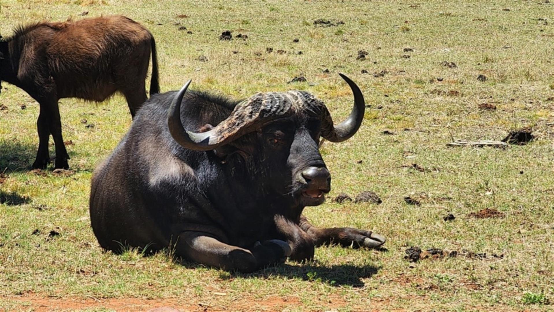 768829_509ha_Game_and_Lifestyle_Farm_FOR_SALE_Naboomspruit_(03).jpeg