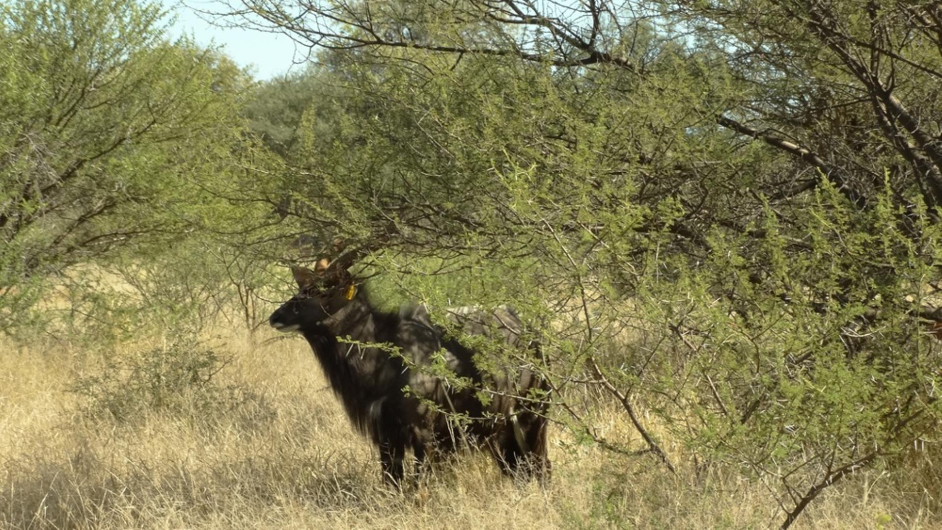 768829_509ha_Game_and_Lifestyle_Farm_FOR_SALE_Naboomspruit_(04).JPG
